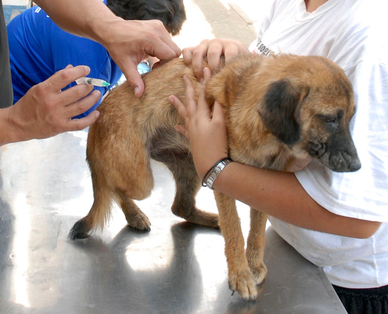 vacina veterinaria