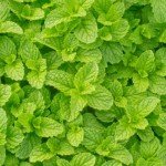 hortela plantas medicinais