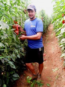Agricultor Sérgio Rossi é um dos beneficiados pelo programa de empréstimo estatal