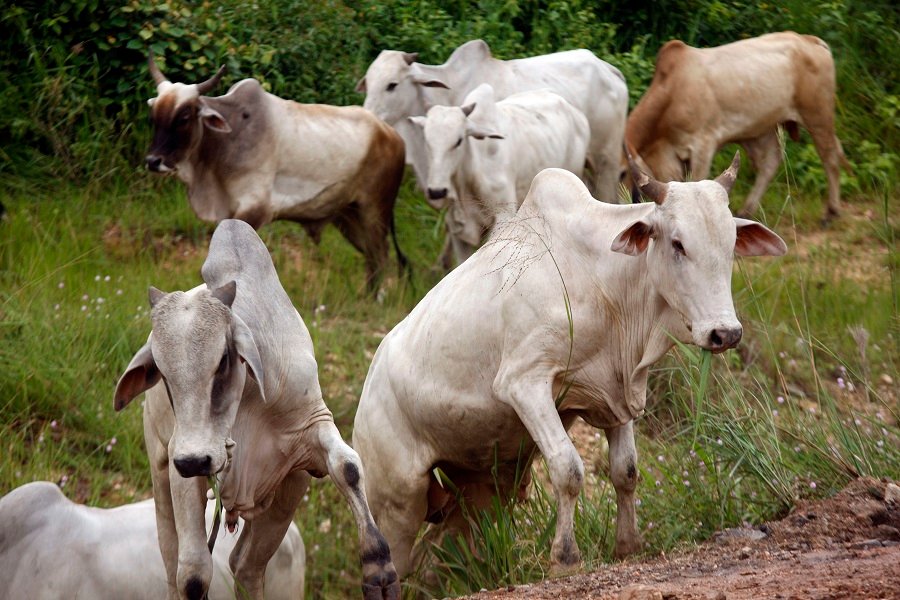 Rebanho Bovino Cresce Em Influenciado Pelo Cen Rio Externo