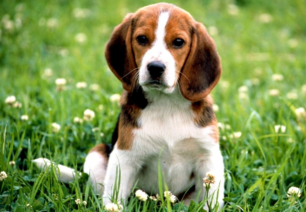 Veterinária de Botucatu sediará evento internacional de Neurologia em Animais de Companhia