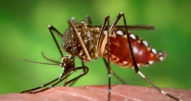 São Paulo registra redução de 81% nos casos de dengue neste ano