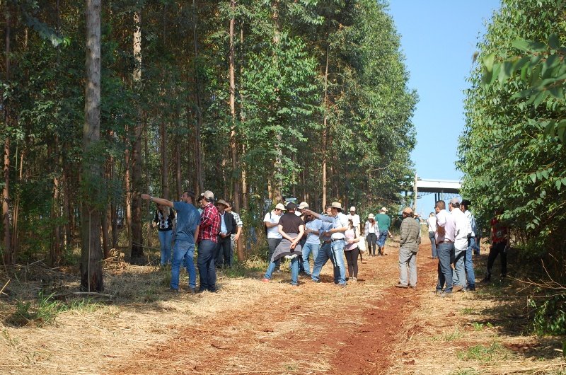 Unesp de Botucatu terá mais uma edição de Dia de Campo Florestal