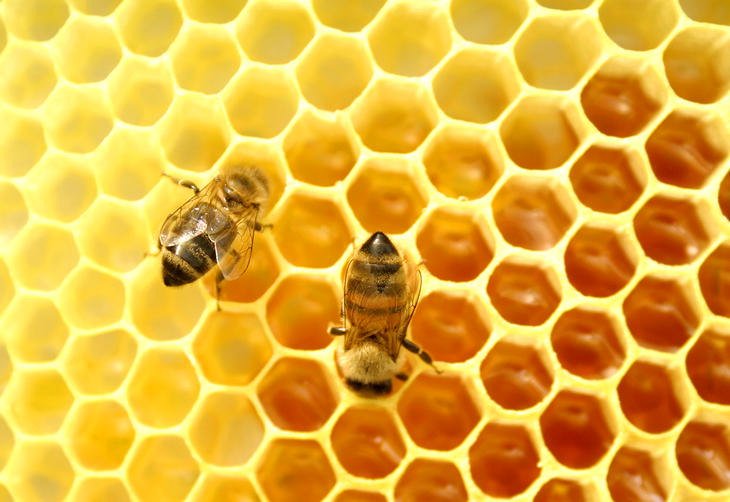 Botucatu terá curso teórico gratuito sobre extração de própolis
