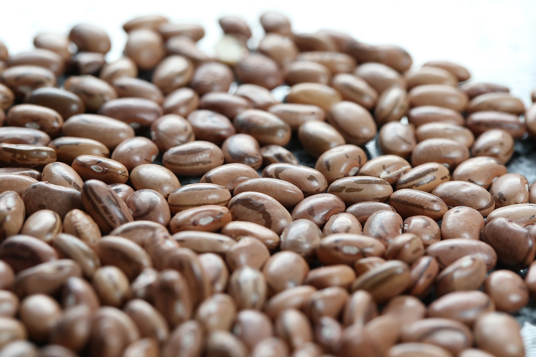 Estudo projeta redução de áreas de produção de arroz e feijão