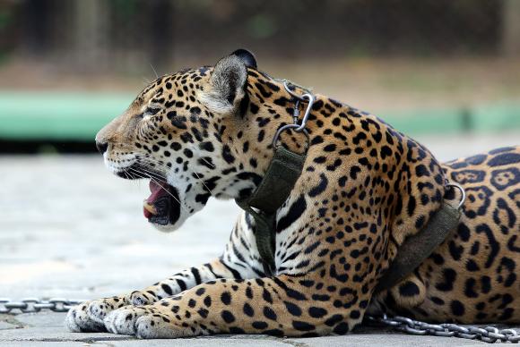 Botucatu receberá simpósio de nutrição em animais selvagens