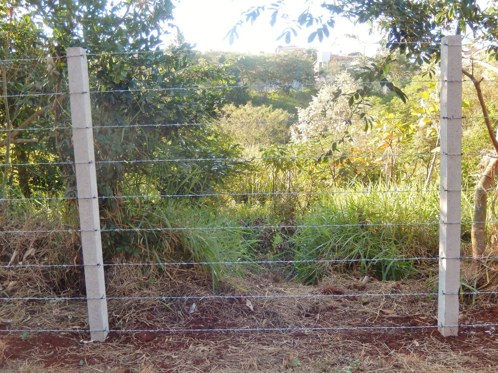 Ação promoverá plantio de árvores no Recanto Azul