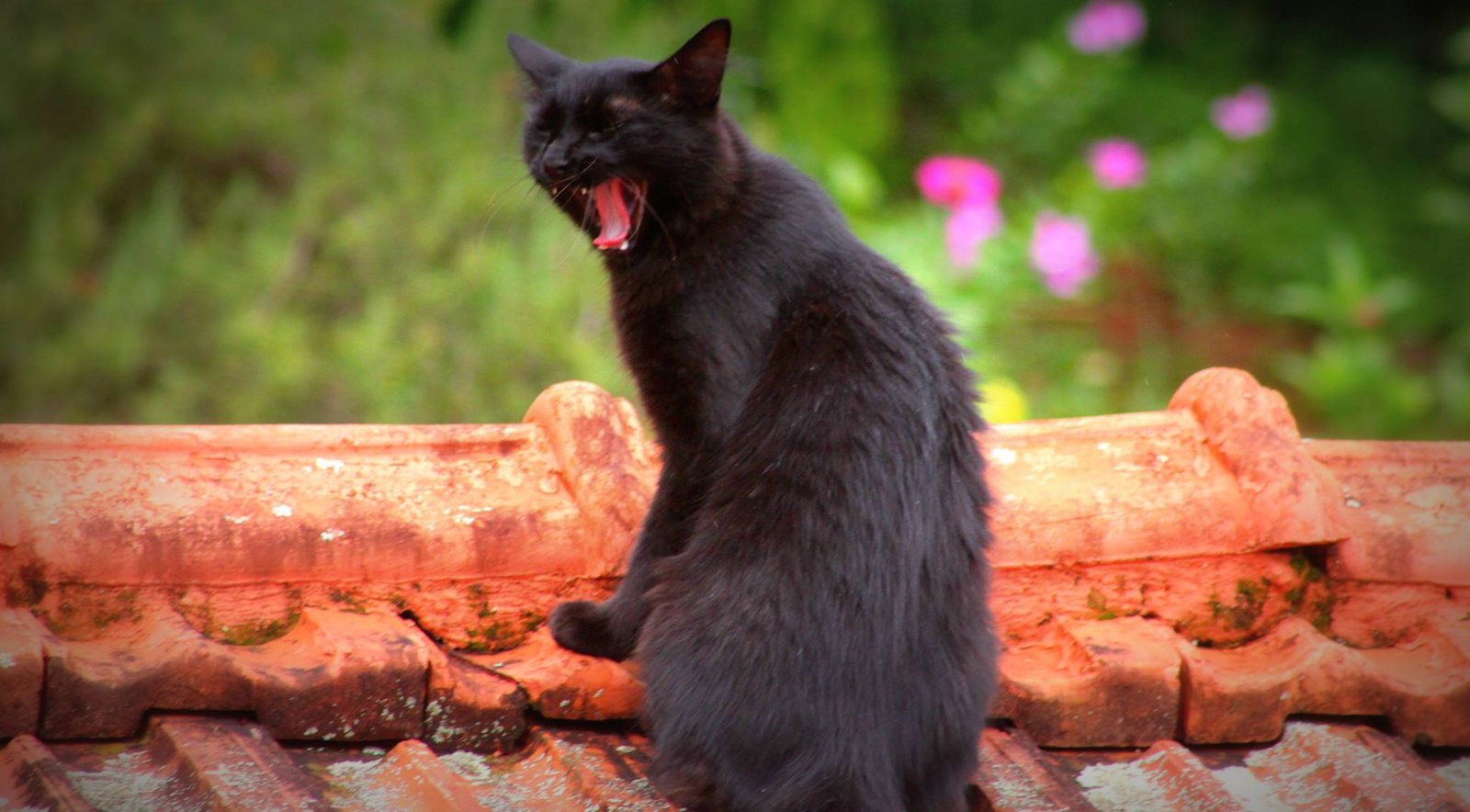 Vacinação contra Raiva em gatos e cães de Botucatu acontecerá em setembro