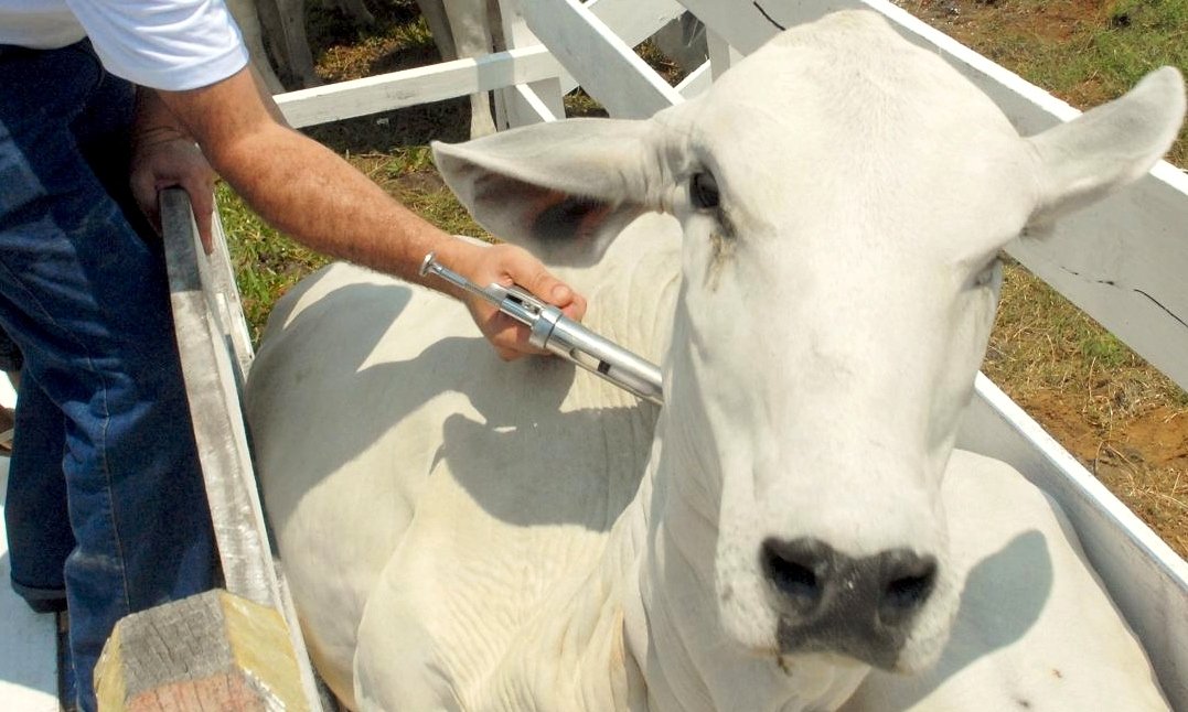 Vacinação contra Febre Aftosa e Brucelose termina em 31 de maio