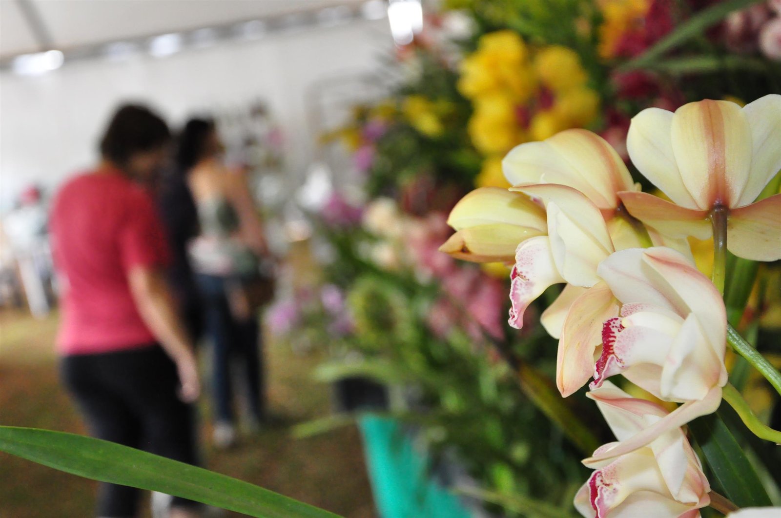 Feira do Verde e Festival de Música Sertaneja terão a mesma data: 9 a 11 de setembro