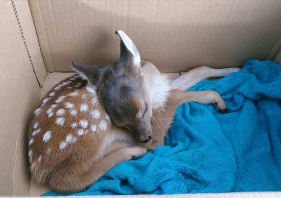 Guarda Civil resgata filhote de veado catingueiro
