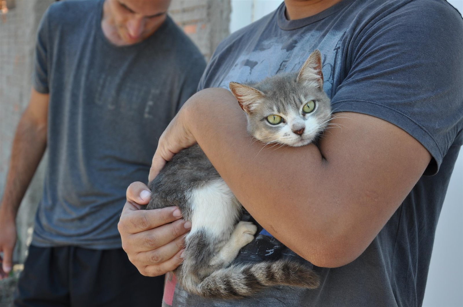 Vacinação contra a raiva em cães e gatos será feita por meio de agendamento em Botucatu