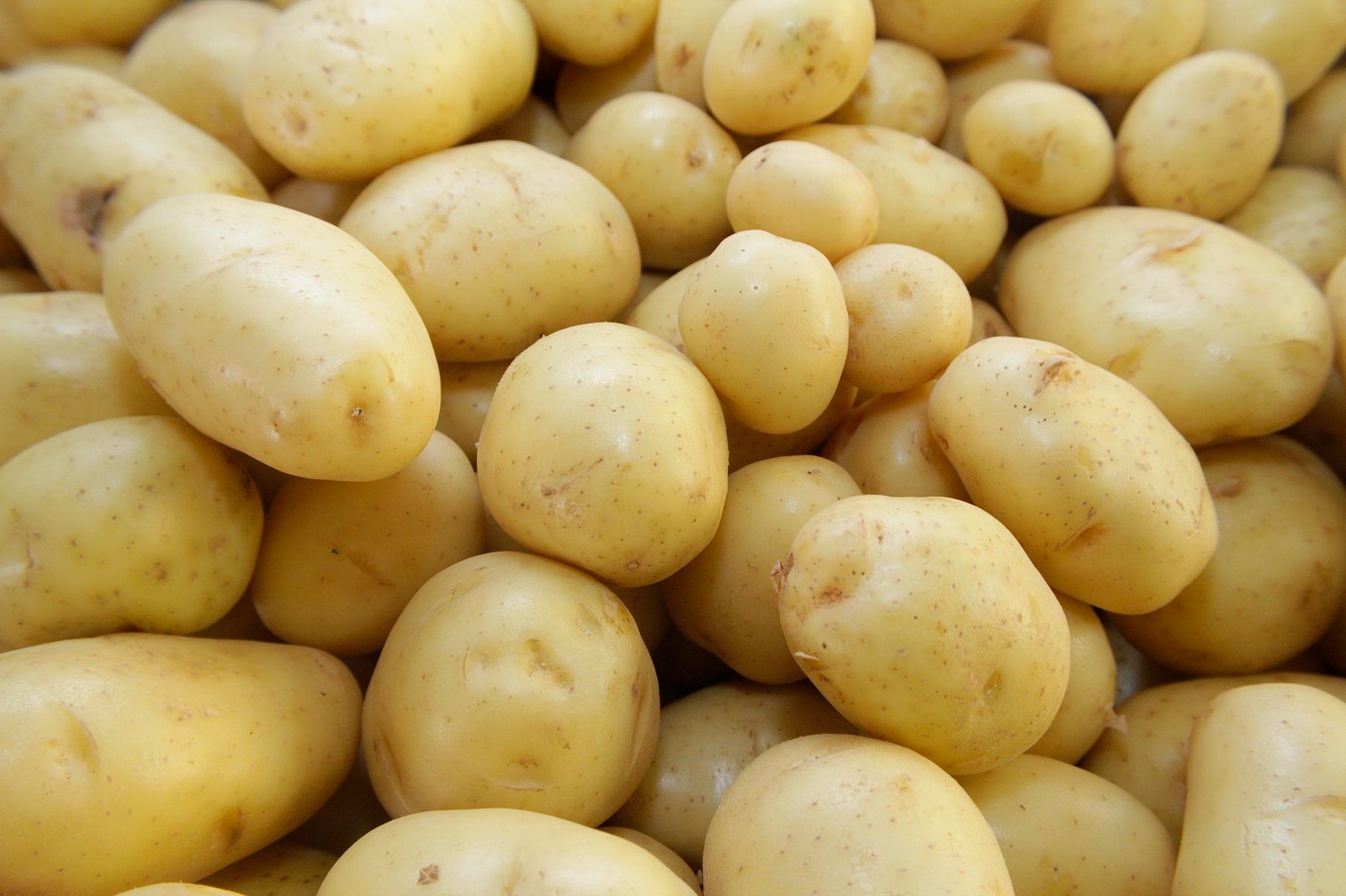 Pesquisa sobre cultivo da batata é capa da American Journal of Potato Research