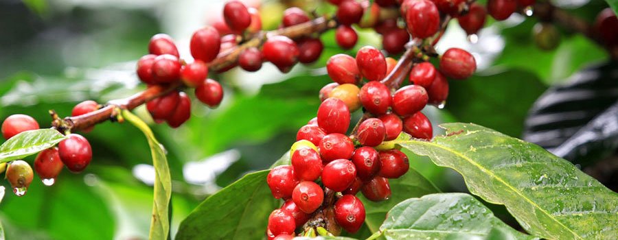 Cafeicultores discutem formas de agregar valor à produção em São Manuel