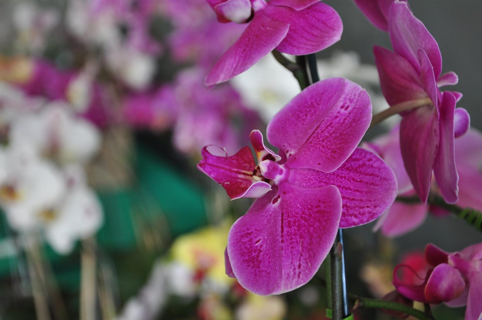 Botucatu sediará 27ª Exposição Nacional de Orquídeas