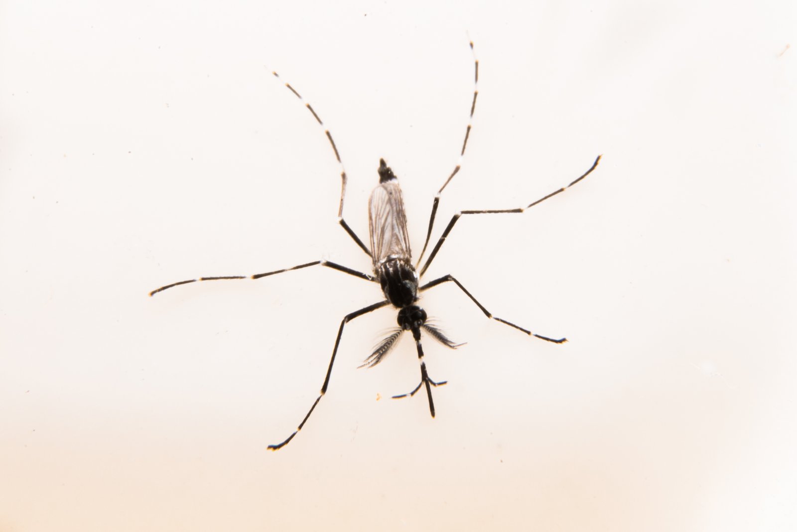 Dengue, zika e chikungunya mataram quase 800 pessoas em 2016 no Brasil