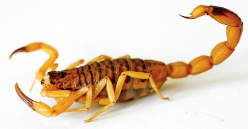 Botucatu sediará encontro internacional sobre animais peçonhentos