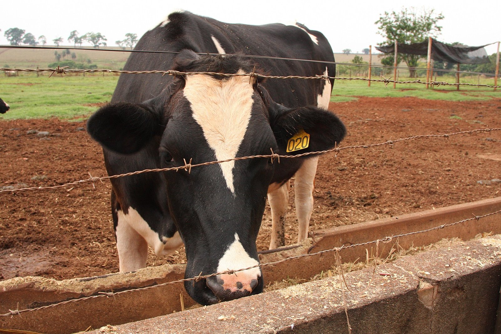 Para especialistas, churrasco de domingo é vilão do aquecimento global