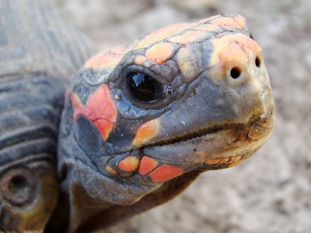 Pesquisadora da Unesp de Botucatu lança publicação sobre maus tratos a animais silvestres de estimação