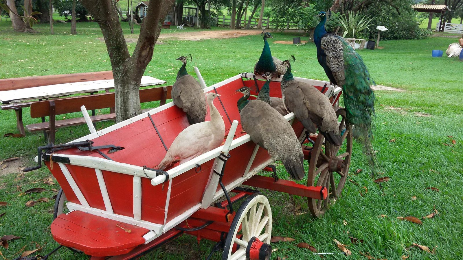 Descubra Botucatu realiza último passeio do ano rumo a Estância Jacutinga no sábado; ingressos serão distribuídos nesta quinta (24)