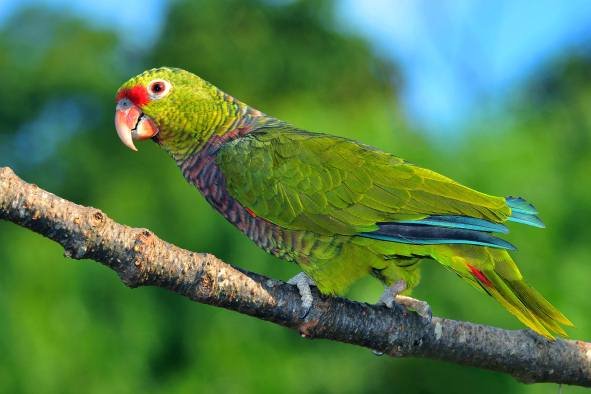 Unesp de Botucatu reintroduz papagaio-de-peito-roxo em Santa Catarina