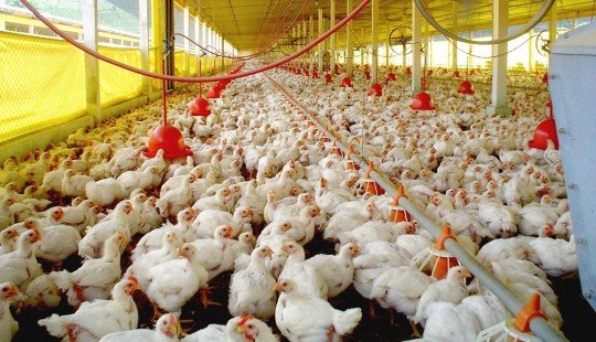 Produção de carne de frango deve cair em 2016, diz associação