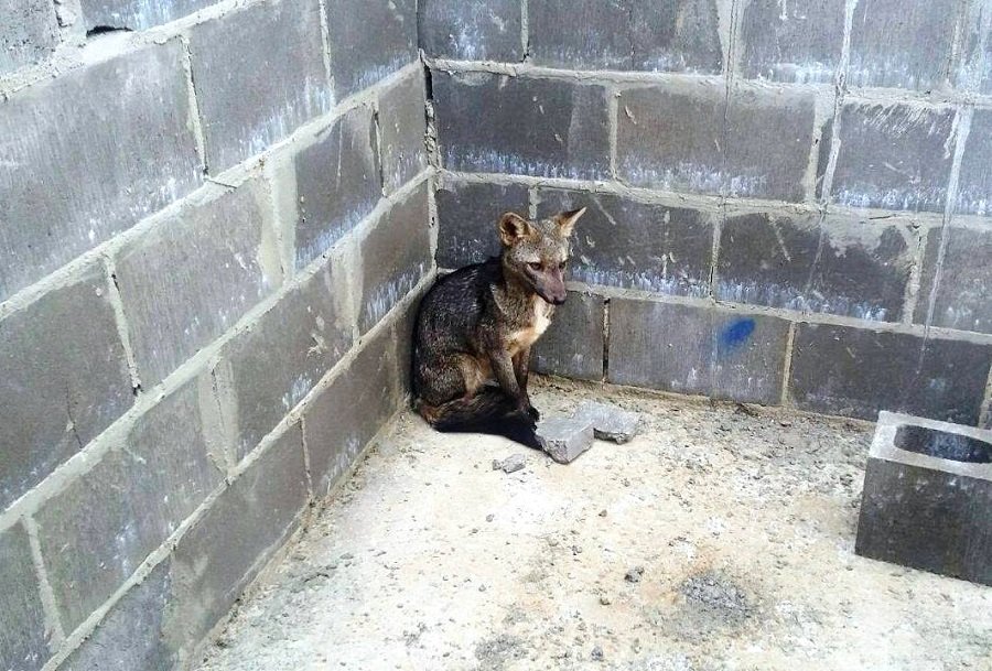 Guarda Civil resgata cahorro do mato no Jardim Paraíso