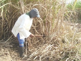 Cortadores de cana-de-açúcar deverão ter seguro-desemprego
