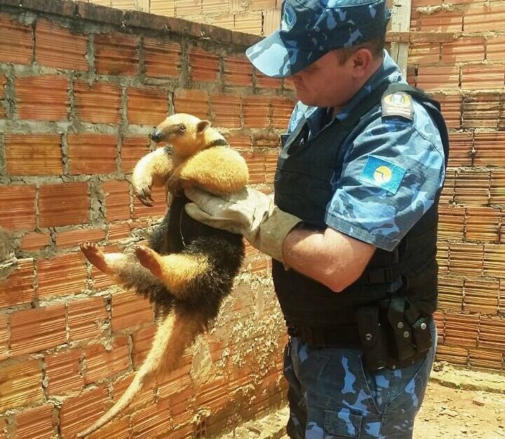 Guarda Municipal resgata tamanduá-mirim em quintal de residência