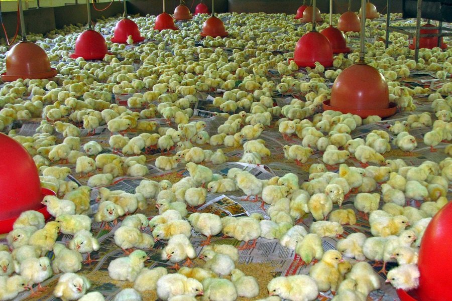 Abate de frangos e suínos cresce e de bovinos diminui no 1º trimestre