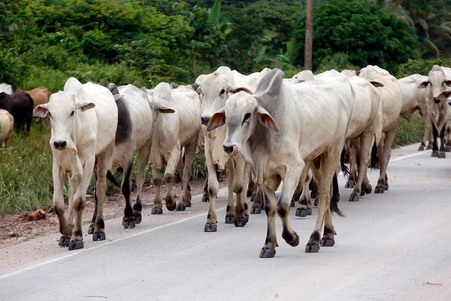 Deputados aprovam multa para proprietário que deixar animal circular em estradas
