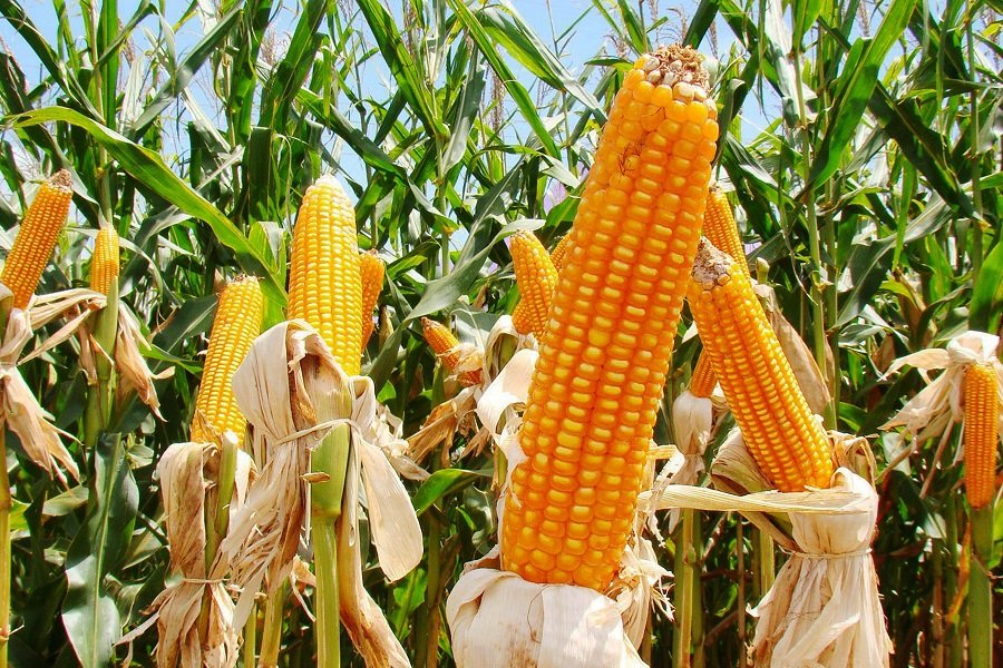 Fazenda Lageado recebe 25º Dia de Campo do Milho