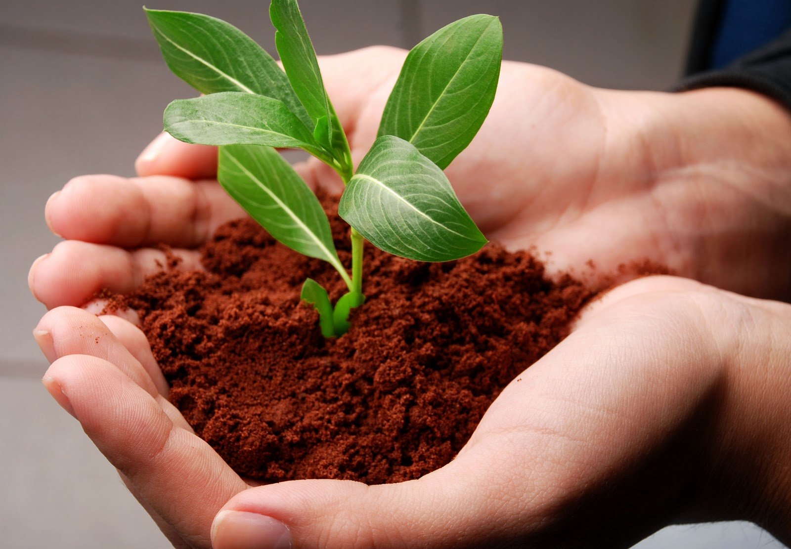 Marketing verde, a marca da responsabilidade com o Planeta