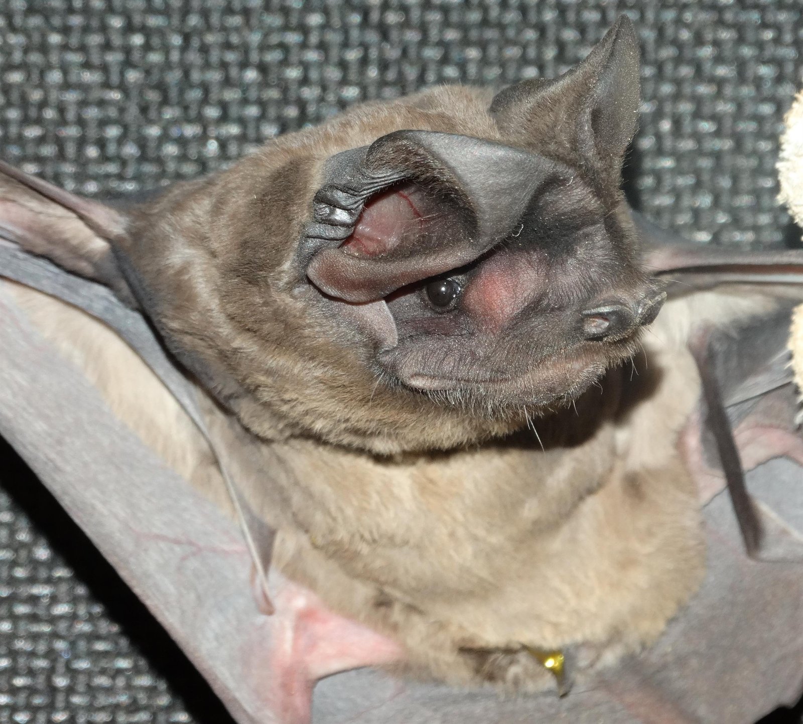 Morcego positivo para raiva é resgatado na região Central de Botucatu