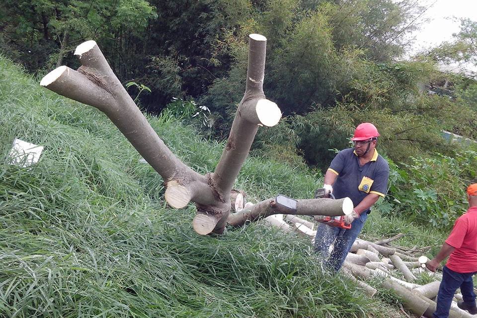 Trecho da Major Leonidas Cardoso estará interditada para retirada de árvore, nesta quinta (2)