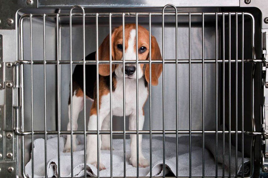 Proibição do uso de animais em testes de cosméticos será analisada pelo Senado