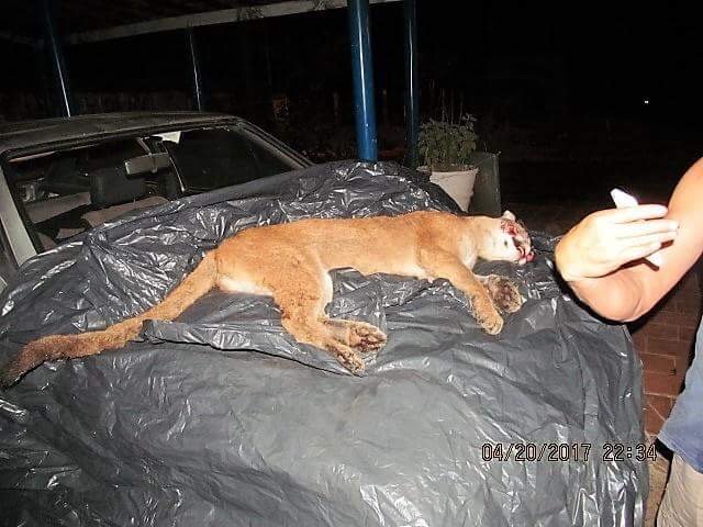 Onça parda é atropelada em rodovia no Distrito de Vitoriana