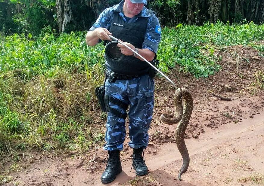 GCM captura cascavéis na Colônia Santa Marina