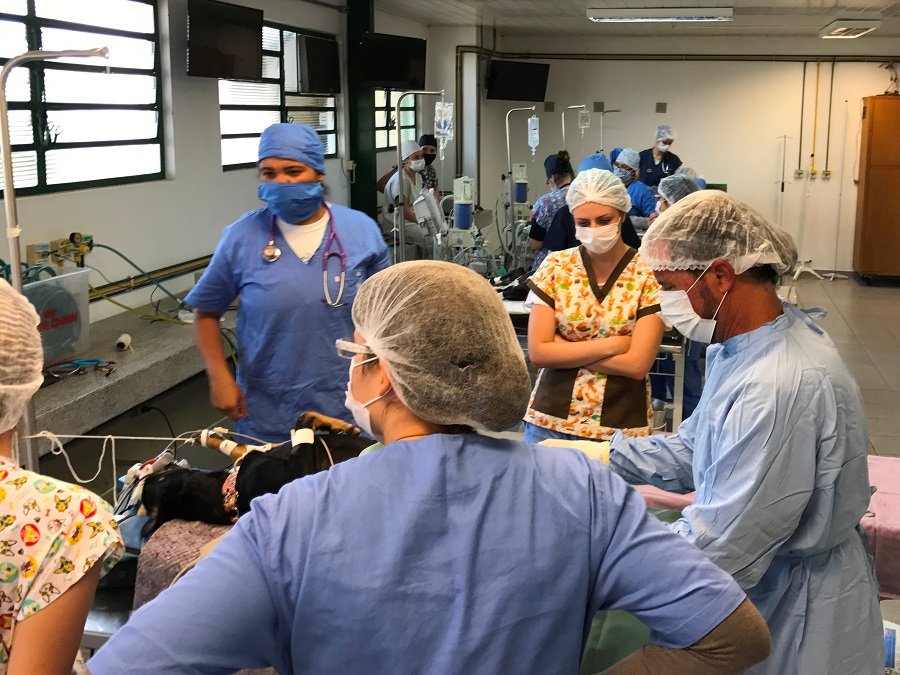 Parceria entre FMVZ e ONG realiza castração de cães e gatos