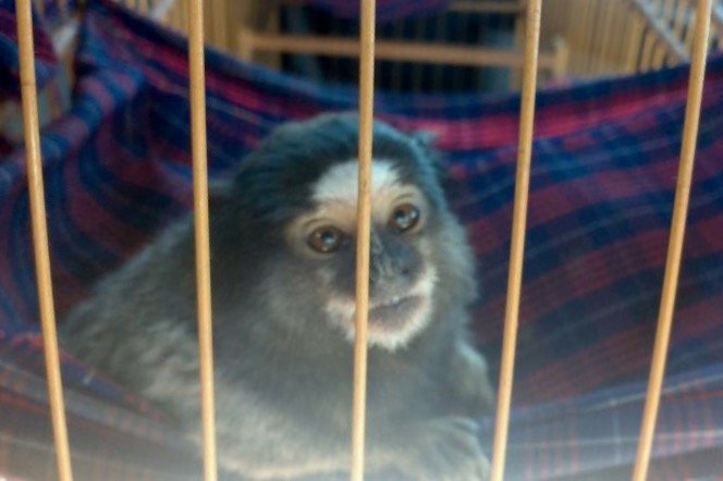 Botucatu: polícia localiza 17 animais silvestres que estavam sendo vendidos pelas redes sociais