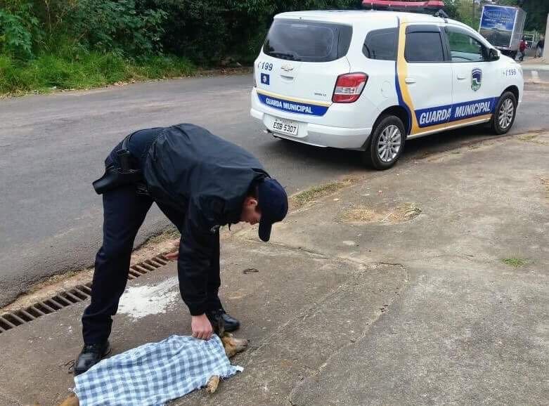 Guarda Municipal resgata cachorro entalado em bueiro no Arlindo Durante