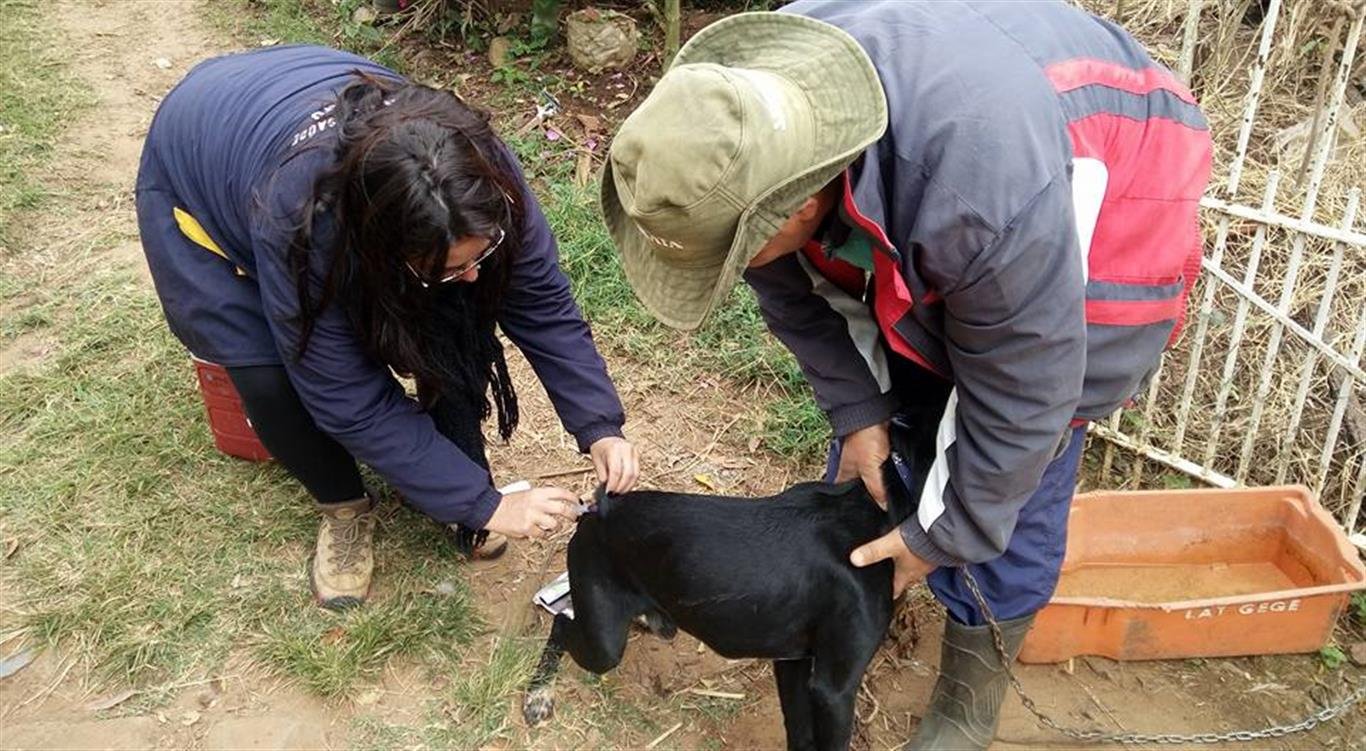 Campanha de vacinação antirrábica imunizou mais de 3.700 cães e gatos na zona rural