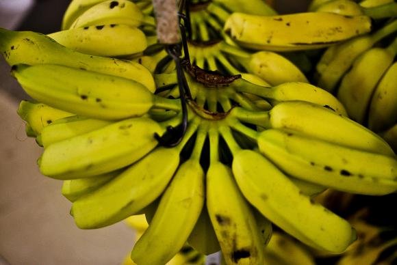 Banana tem queda de preço e recupera mercado no primeiro semestre