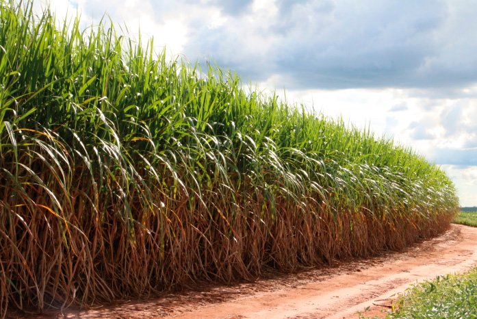 Produção de cana pode cair 20% com mudanças climáticas