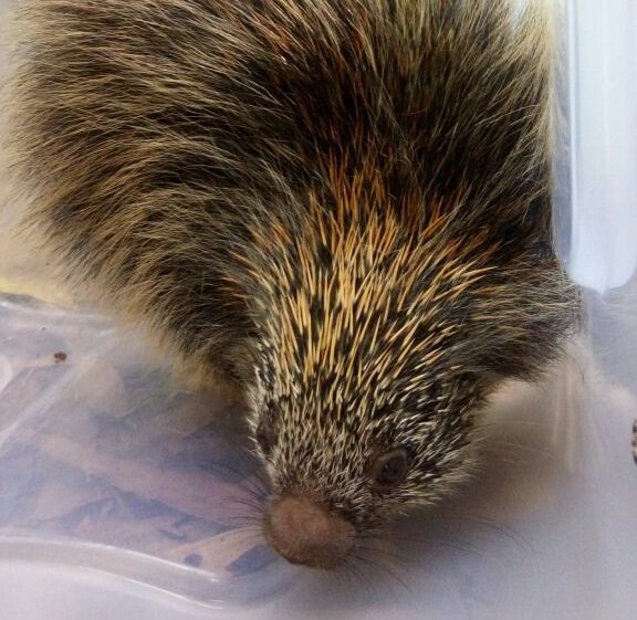 Vigilância Ambiental resgata ouriço próximo ao aeroporto