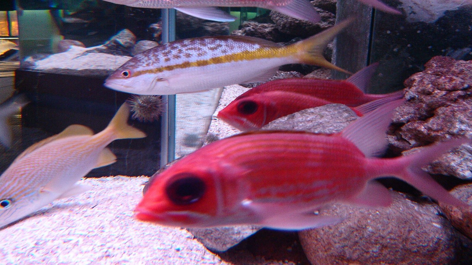 Botucatu recebe, em outubro, 7º Simpósio Internacional de Nutrição e Saúde de Peixes