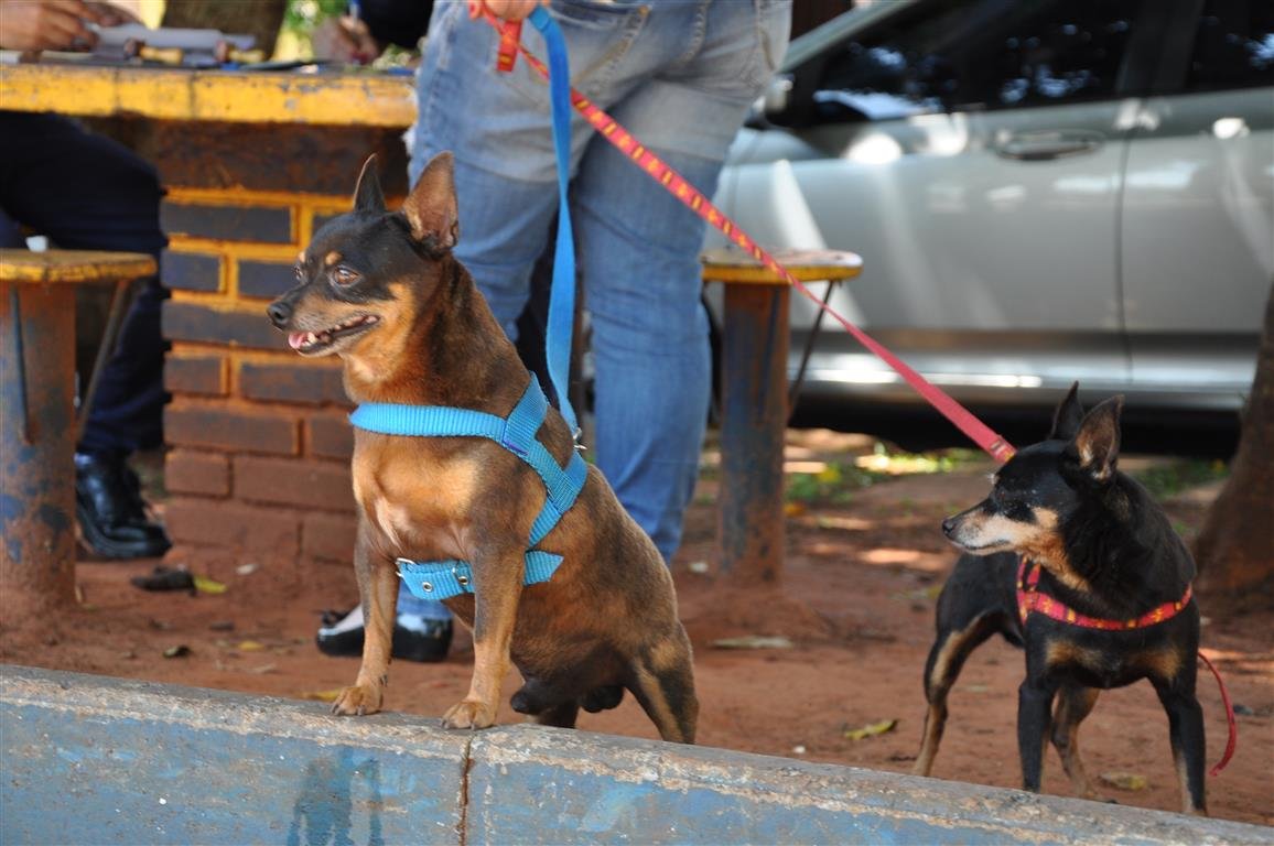São Manuel realizará 800 castrações de cães e gatos este ano