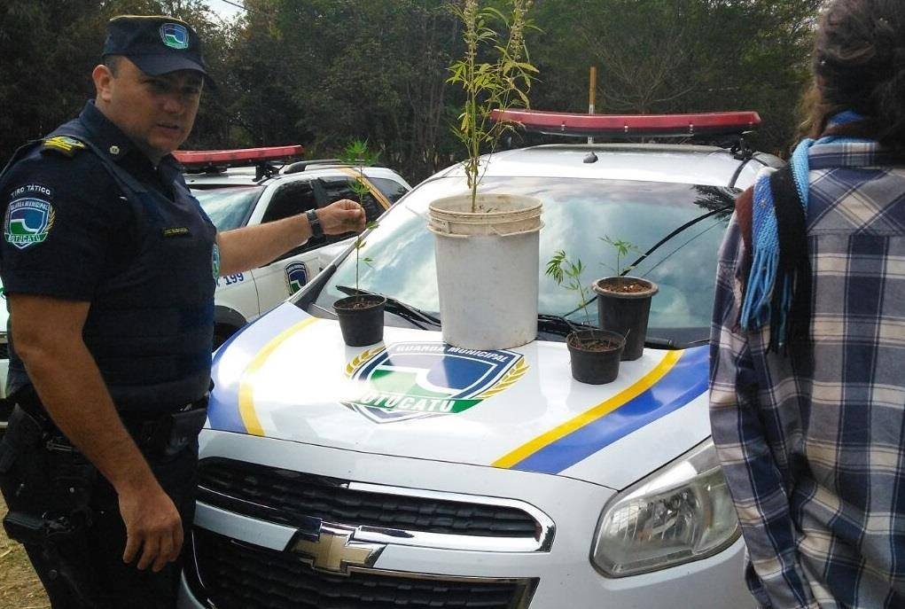 Menor, de 16 anos, assume plantar maconha em matagal na Demétria