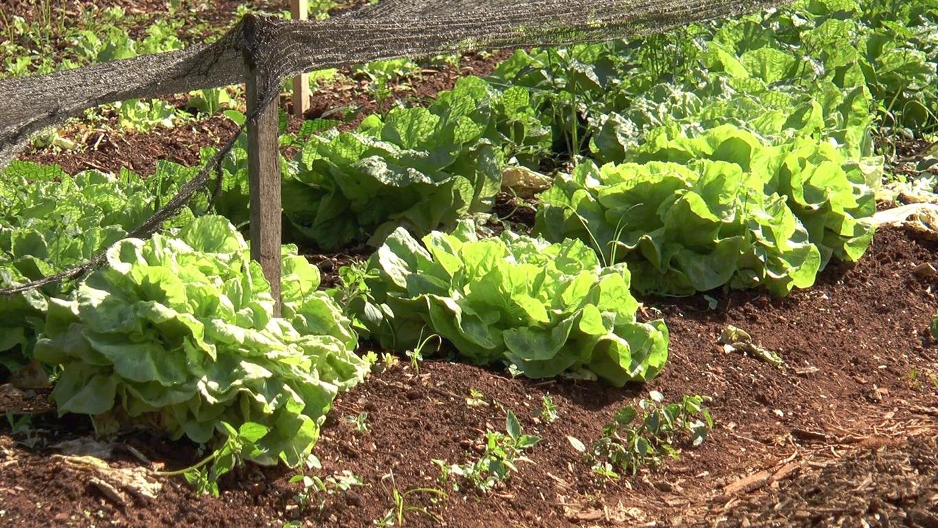 Governo prorroga prazo para cadastro na Agricultura Familiar