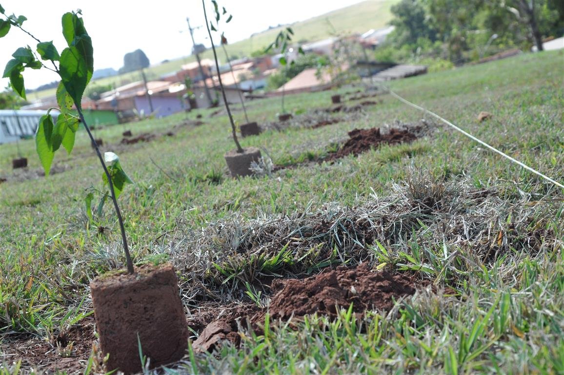 Projeto da Secretaria do Verde prevê árvores em todos os prédios públicos e casas de novos loteamentos
